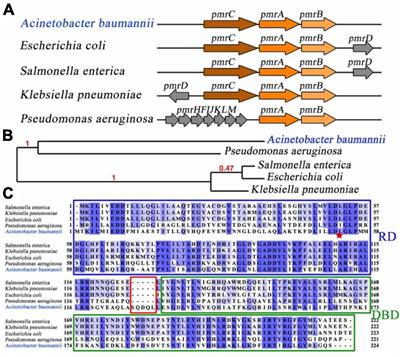 Mechanistic and biophysical characterization of polymyxin resistance response regulator PmrA in Acinetobacter baumannii